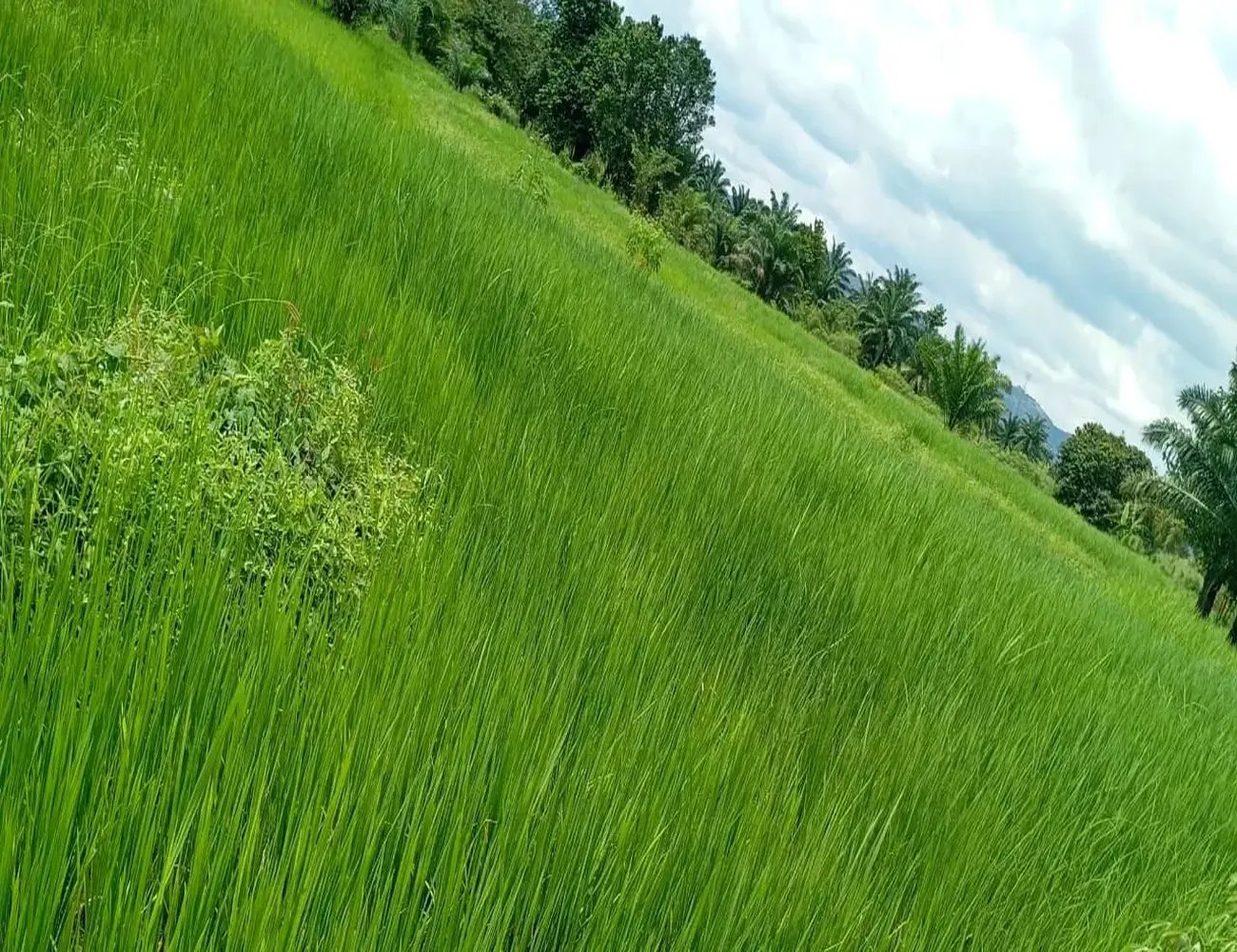 Nigerian Agricultural Export UK Distribution